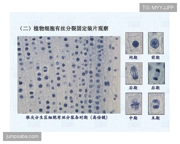 基米希与德布劳内在控球体系中的结构角色分化